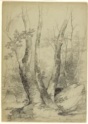 Buttonwood-Stämme, Catskill Clove, New York, 1848